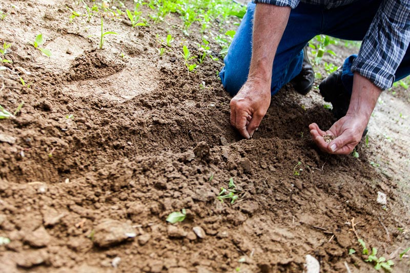 Don’t Make These Gardening Mistakes Addison