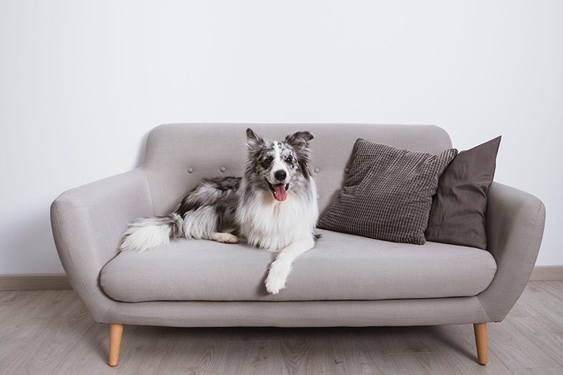 Ways To Keep Your Addison House Spotless With Pets Addison