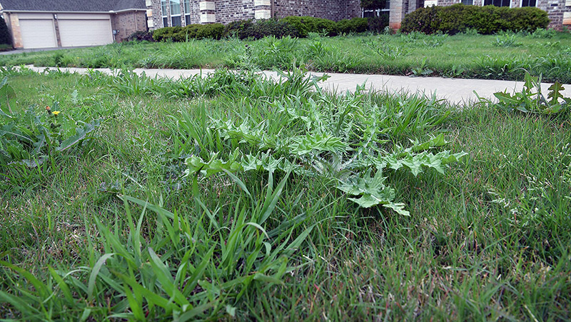 Simple Ways To Get Rid Of Weeds